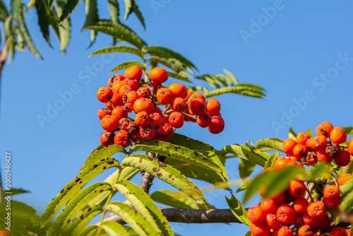 Tableau sur toile A bunch of red rowan berries on a tree