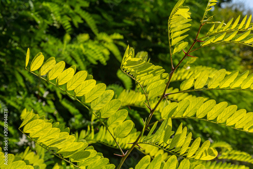 Obraz na plátně Close up of a Brown Robinia pseudoacacia Branches against a bright nature backgr