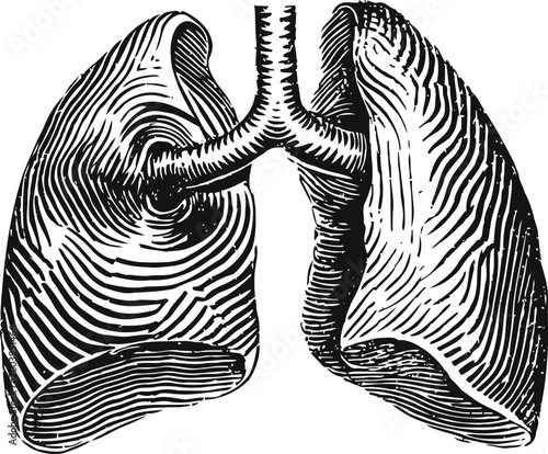 Illustration of human lungs with bronchial tubes, detailed black and white vintage anatomy