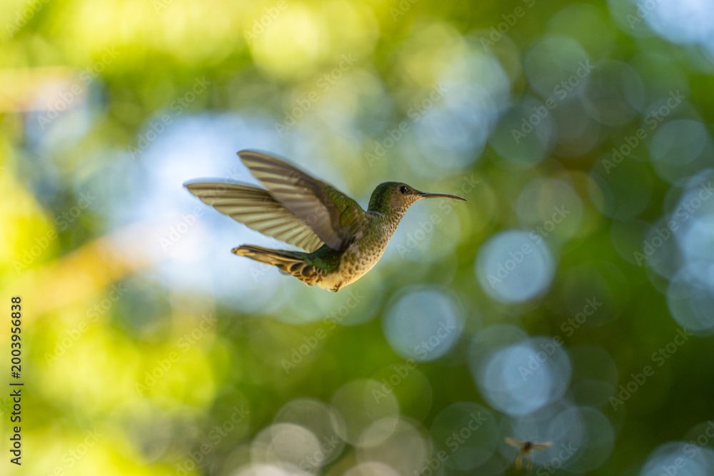 Fototapeta premium The image shows a hummingbird emerald sapphire (Chionomesa lactea).