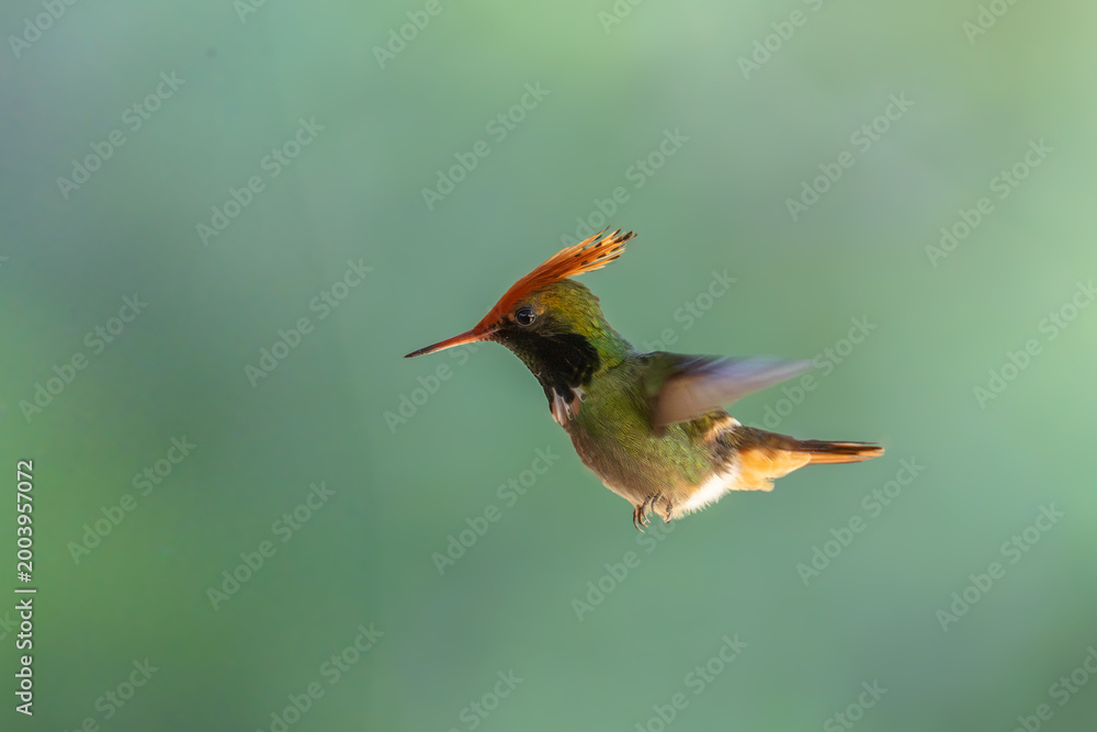 Obraz premium The rufous-crested coquette (Lophornis delattrei) is a species of hummingbird native to the tropical slopes of pacific South America.