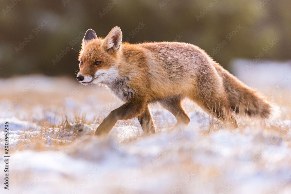 Fototapeta premium Cute Red Fox, Vulpes vulpes in fall forest. Beautiful animal in the nature habitat. Wildlife scene from the wild nature. Red fox running in orange autumn leaves
