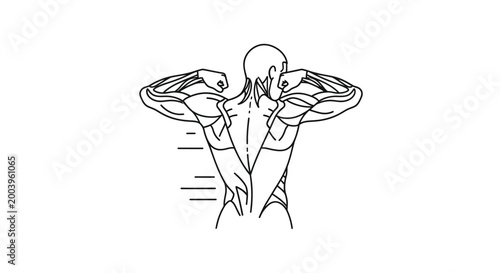 human muscular system line drawing on white background