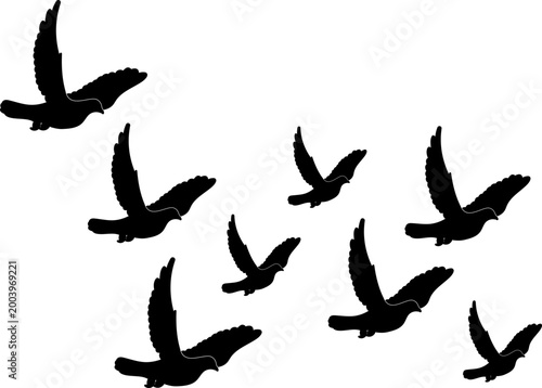 Silhouette of a Flock of Flying Birds