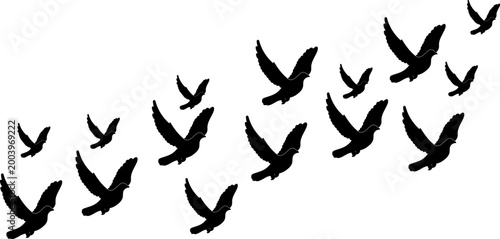 Silhouette of a Flock of Flying Birds