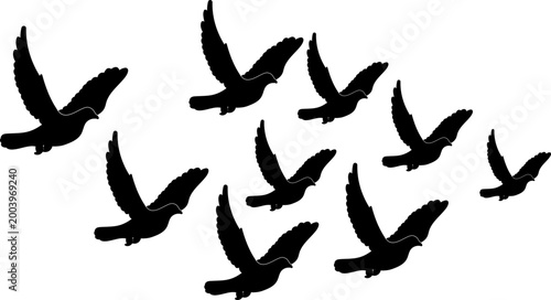 Silhouette of a Flock of Flying Birds