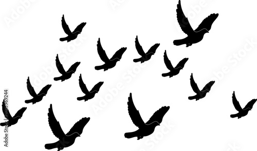 Silhouette of a Flock of Flying Birds