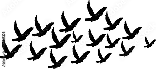 Silhouette of a Flock of Flying Birds