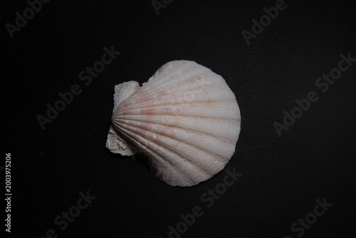 Foto Weathered White Scallop Shell Pair Showing Radial Rib P