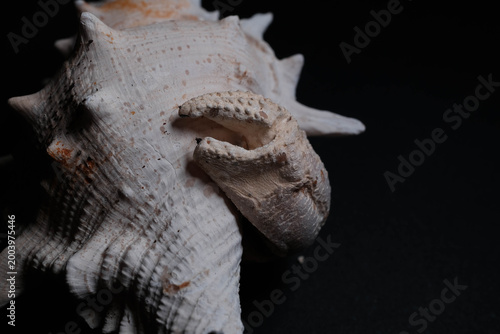 Tableau sur toile Hermit Crab Claw Protruding From White Spiny Murex She
