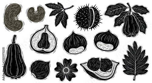 Botanical illustration of various nuts, seeds, and leaves in black and white.