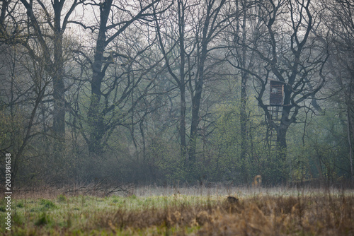 A hunting stand with a cover on a leafless tree in spring.
