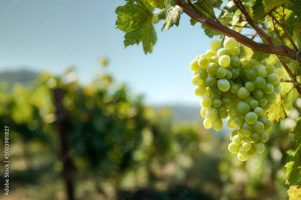 Fototapeta premium Grapes hanging on a vine in a vineyard during a sunny day in the countryside