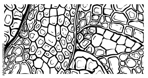 Organic cell texture or reptile scales pattern line art, detailed biological microscopic surface background for nature and science design