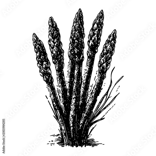 Fresh asparagus spears bunch sketch, vintage engraving style vegetable illustration for healthy food and restaurant menu