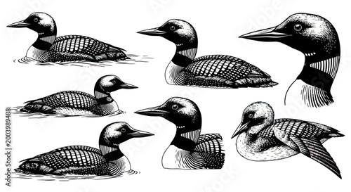 Vintage Loon Birds Illustration - Set of 7 Drawings on White Background