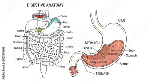 Digestive System Anatomy: Stomach, Intestines, and Digestion Process Illustration