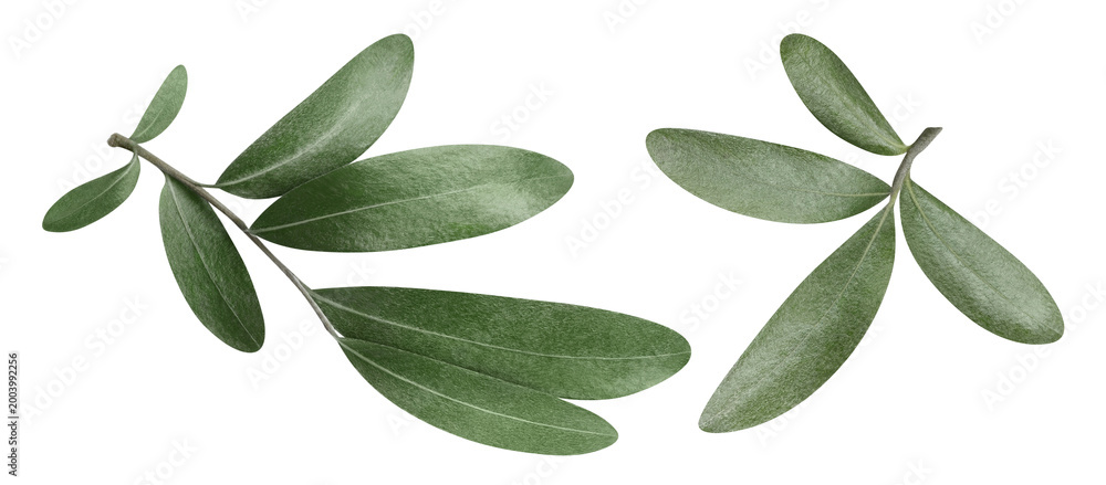 Fototapeta premium Two green olive branches with leaves, isolated on cutout transparent background