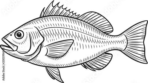 Black and white illustration of a freshwater fish with detailed scales, fins, and open mouth facing left