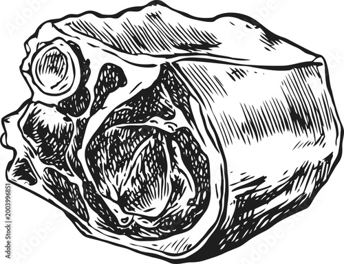 Chunk of beef meat with bone detailed hand drawn sketch fresh raw beef cut prepared for cooking and butchery