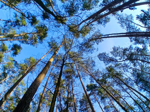 Foto Tree crowns in the forest.