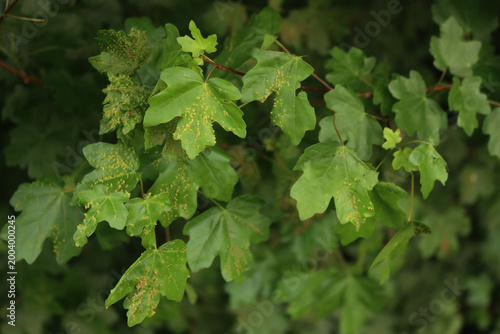 Diseased Field maple tree with many small galls on leaf on springtime.  Acer campestre. Galls caused by mite Aceria cephalonea  or Aceria macrorhyncha 