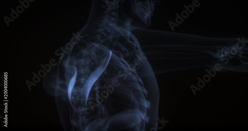 Teres major muscle in human body. X Ray. Loop