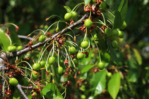 Green unripe cherries growing on branches on a sunny day. Prunus avium tree with fruits on springtime 