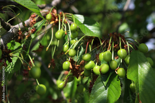 Green unripe cherries growing on branches on a sunny day. Prunus avium tree with fruits on springtime 