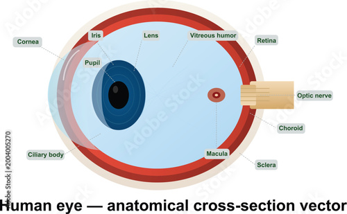 Human eye cross section vector