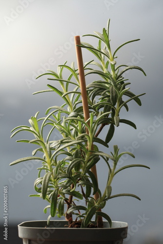 rosemary seedlings, young plant in a pot