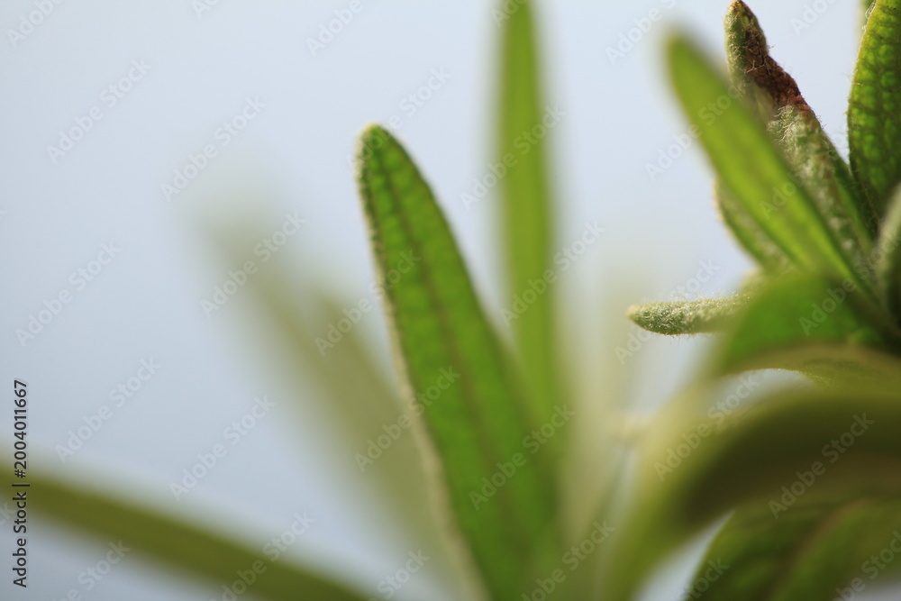 Fototapeta premium rosemary seedlings, young plant in a pot