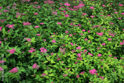 Foto Pink japanese Spirea or Spiraea flower in the garden on springtime