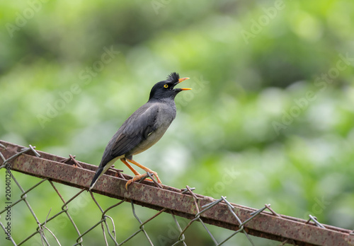 photo of jungle myna perching on boundary grill.