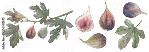 Exquisite Watercolor Fig Collection: Botanical Illustration of Ripe Figs and Lush Leaves — Vibrant Details for Culinary & Decorative Design