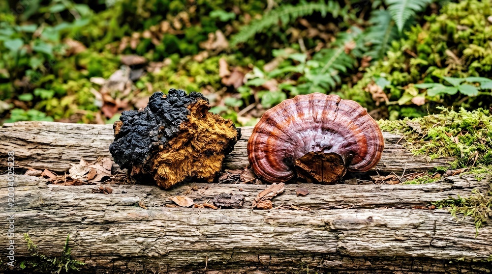 Obraz premium Wild Foraged Mushrooms on Weathered Log in Lush Green Forest Setting Foraged Mushrooms Wild Fungi Moss Covered Log