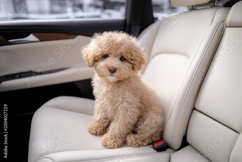 Cute Puppy Sitting in Car Seat