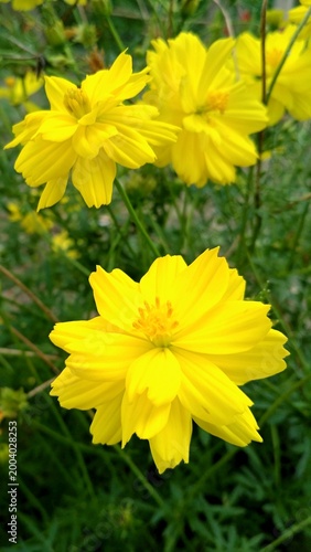 Close-up of vibrant yellow cosmos flowers in bloom, showcasing delicate petals and fresh green foliage, creating a bright, cheerful natural background full of warmth and beauty.