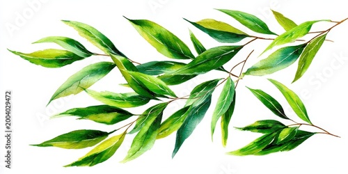 Watercolor Willow Leaves Illustration on White Background