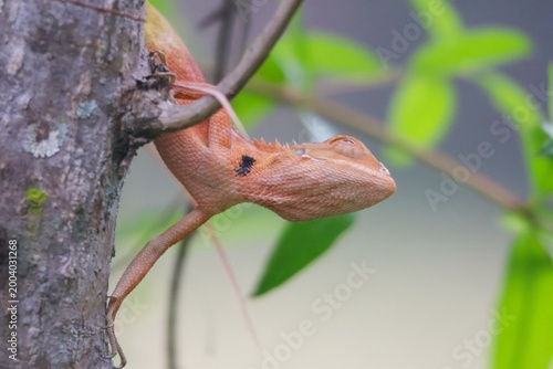 Obraz na plátne Oriental Garden Lizard: This species is commonly found around houses, gardens, and wooded areas