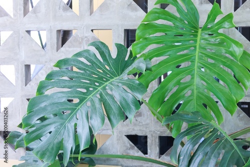 green leaves on a window
