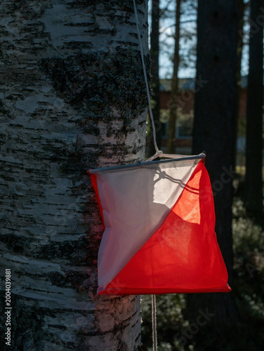 Orienteering control point attached to a tree trunk