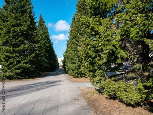 straight paved pathway lined with spruce trees
