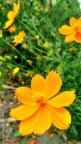 Close-up of a bright orange cosmos flower in bloom, with soft petals and a vivid center against a blurred green garden background, creating a fresh, warm, and natural floral scene.