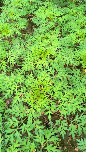 Lush green cosmos leaves with intricate textures. A fresh, vibrant foliage background perfect for natural wallpapers, eco-themed designs, and botanical textures. High-quality organic photography.