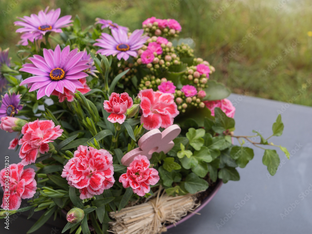 Fototapeta premium Vibrant spring floral arrangement featuring pink osteospermum, variegated carnations, and kalanchoe in a decorative pot, perfect for Mother's Day, birthdays, or botanical garden gifts.