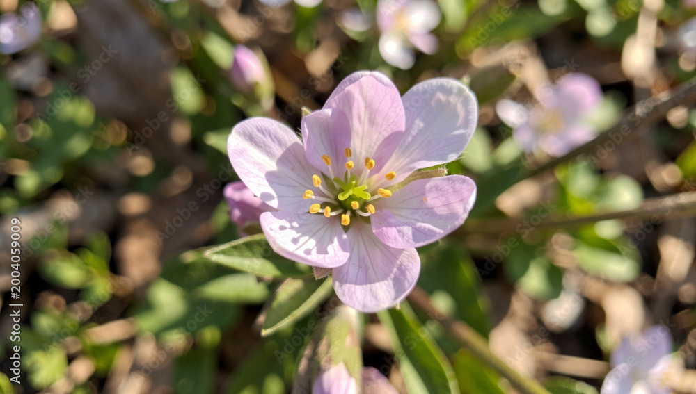 Obraz premium Delicate wildflower bloom against a soft out-of-focus backdrop