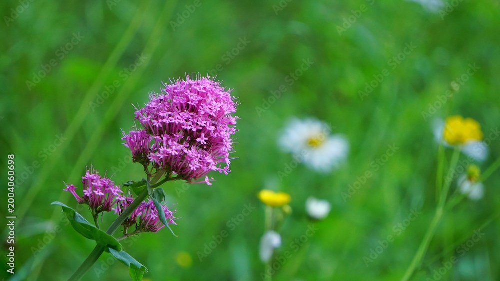 Obraz premium Pink Valerian Wildflower With Daisy And Yellow Flowers In Meadow