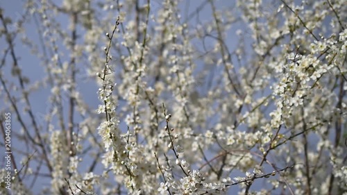 blooming plum tree in spring