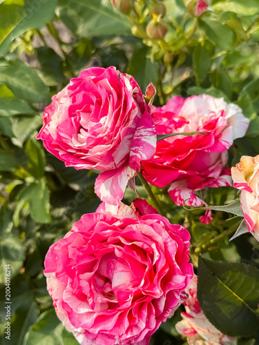 Vibrant pink and white striped roses blooming together in a garden